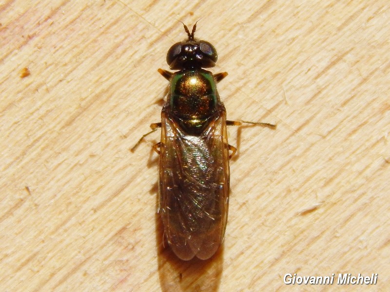 Chloromyia formosa (Stratiomyidae)